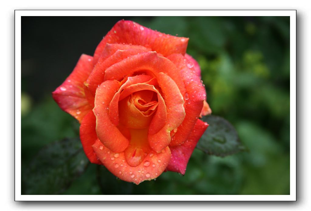 Wet-Scottish-Flowers-Kirkcudbright-555