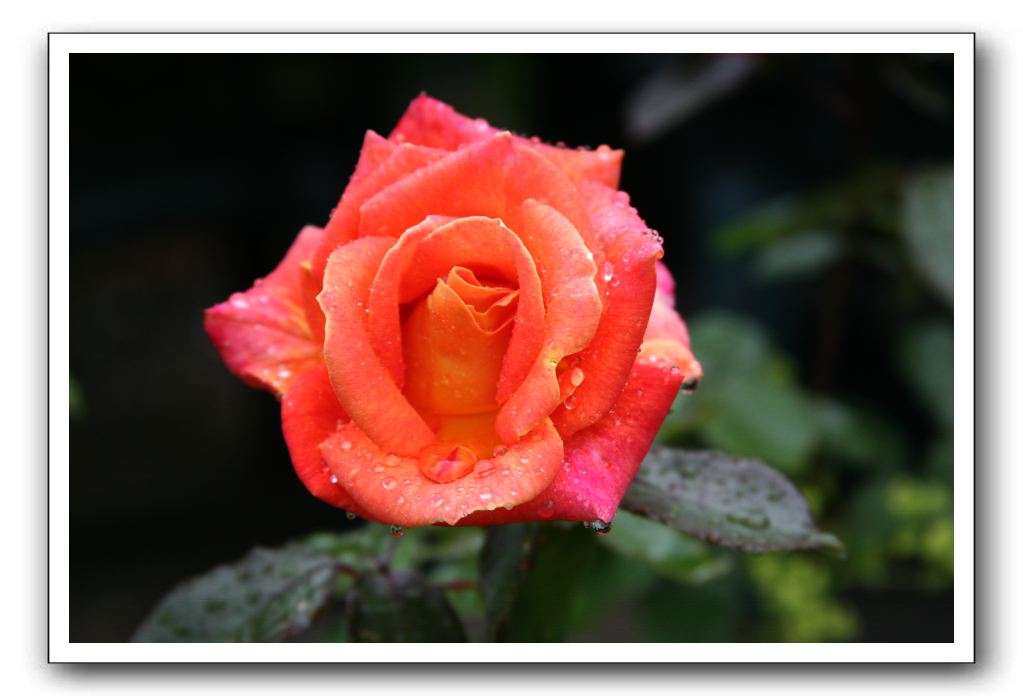 Wet-Scottish-Flowers-Kirkcudbright-578