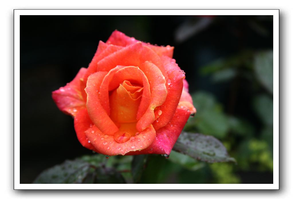 Wet-Scottish-Flowers-Kirkcudbright-579