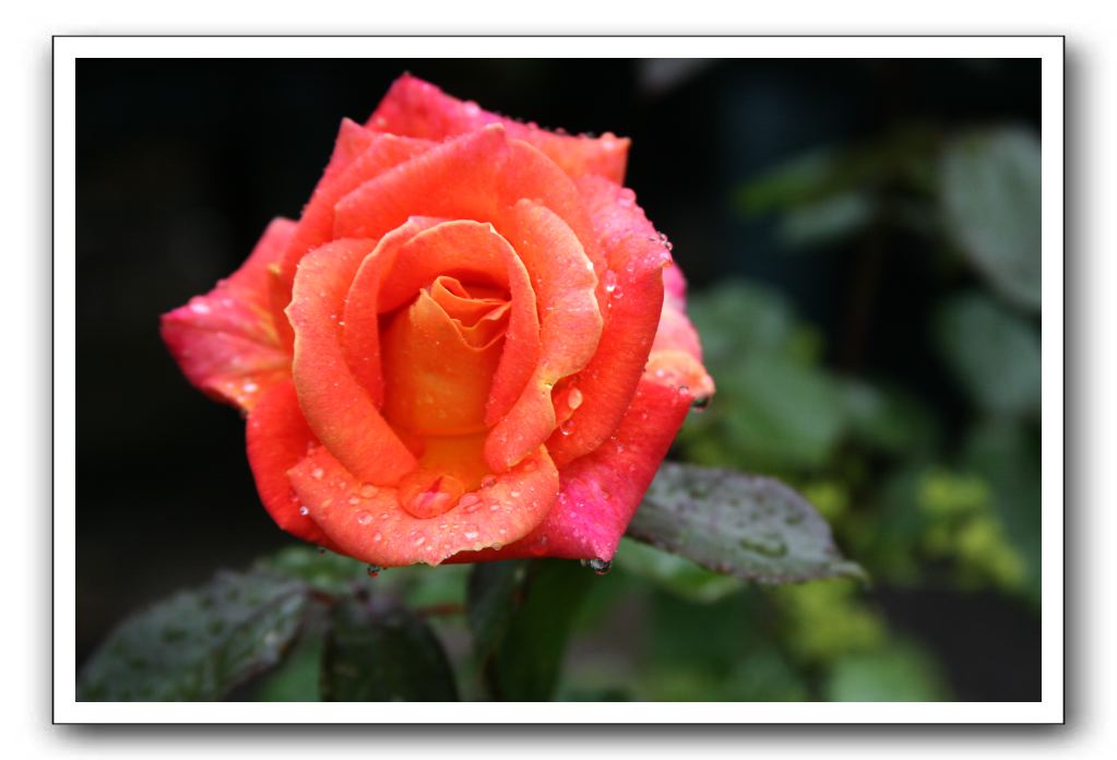 Wet-Scottish-Flowers-Kirkcudbright-580