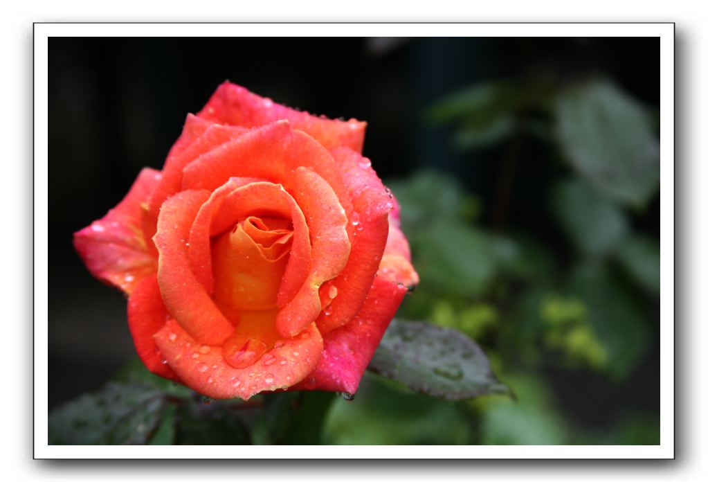 Wet-Scottish-Flowers-Kirkcudbright-581