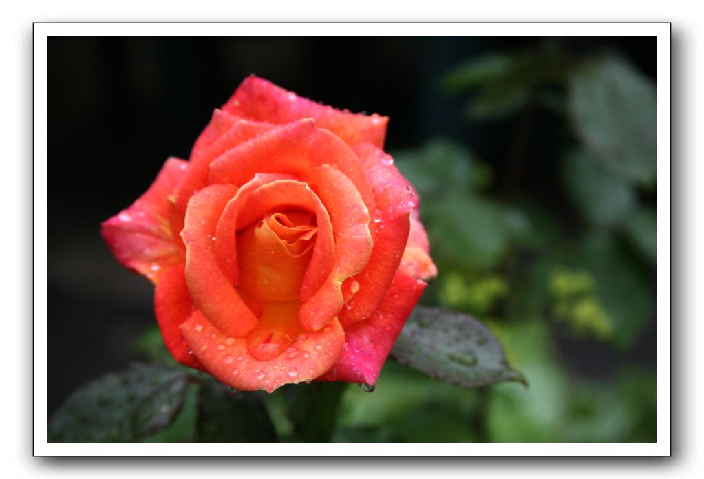 Wet-Scottish-Flowers-Kirkcudbright-582