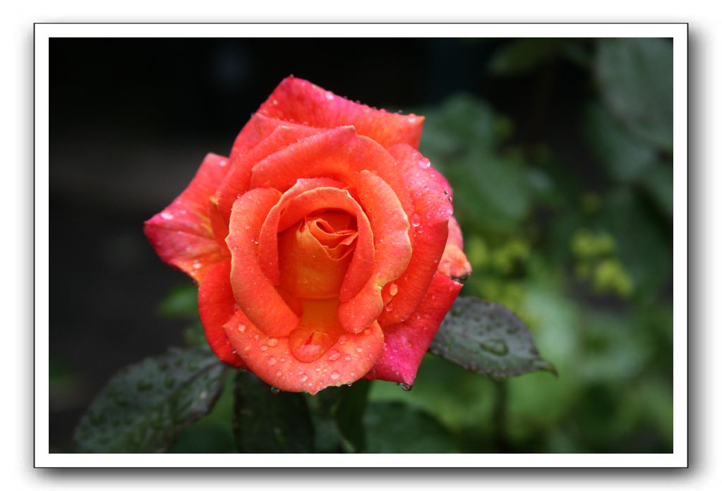 Wet-Scottish-Flowers-Kirkcudbright-584