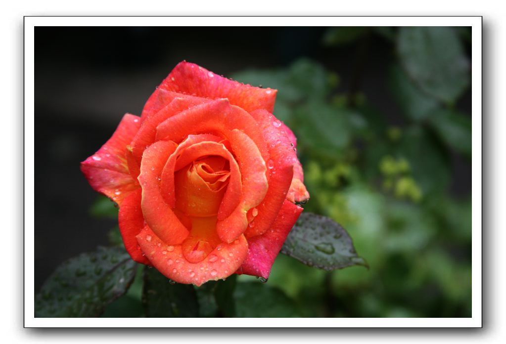 Wet-Scottish-Flowers-Kirkcudbright-585