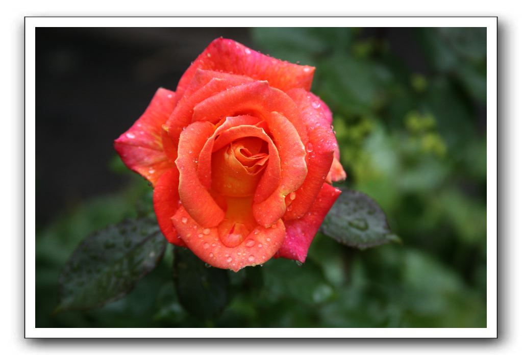 Wet-Scottish-Flowers-Kirkcudbright-587