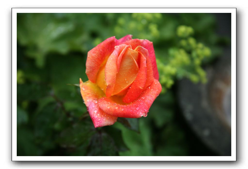 Wet-Scottish-Flowers-Kirkcudbright-593