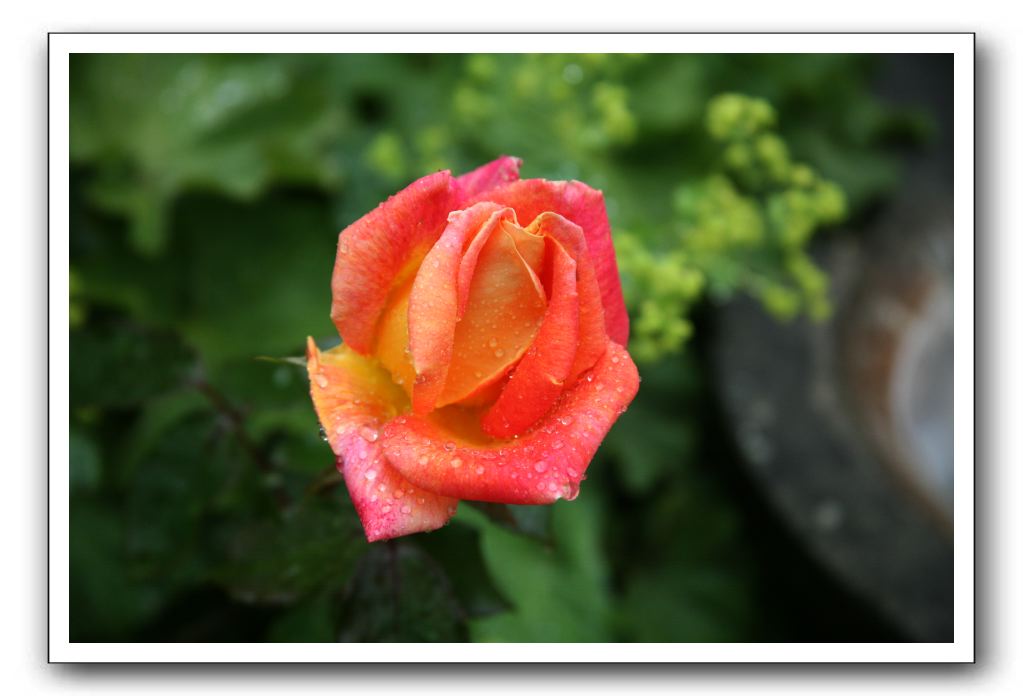 Wet-Scottish-Flowers-Kirkcudbright-594