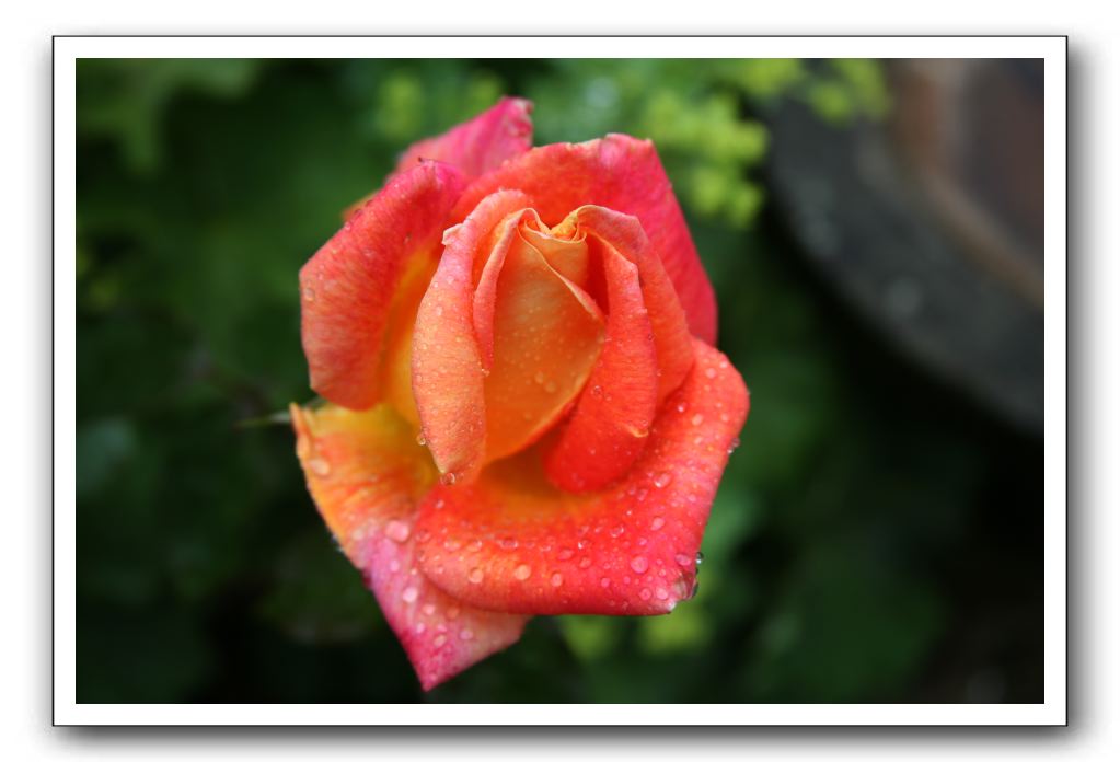 Wet-Scottish-Flowers-Kirkcudbright-597