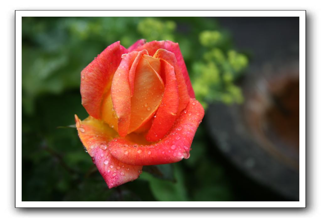 Wet-Scottish-Flowers-Kirkcudbright-598