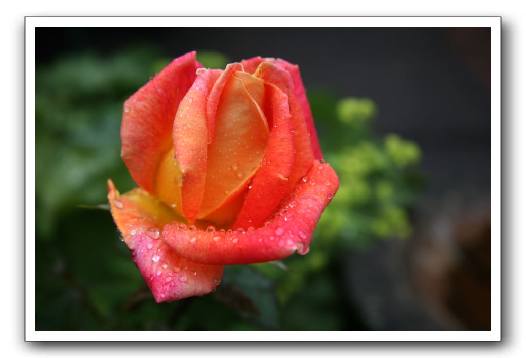 Wet-Scottish-Flowers-Kirkcudbright-599