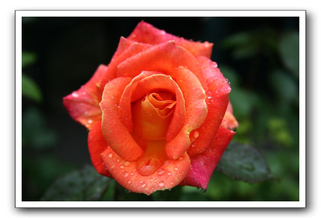 Wet-Scottish-Flowers-Kirkcudbright-600