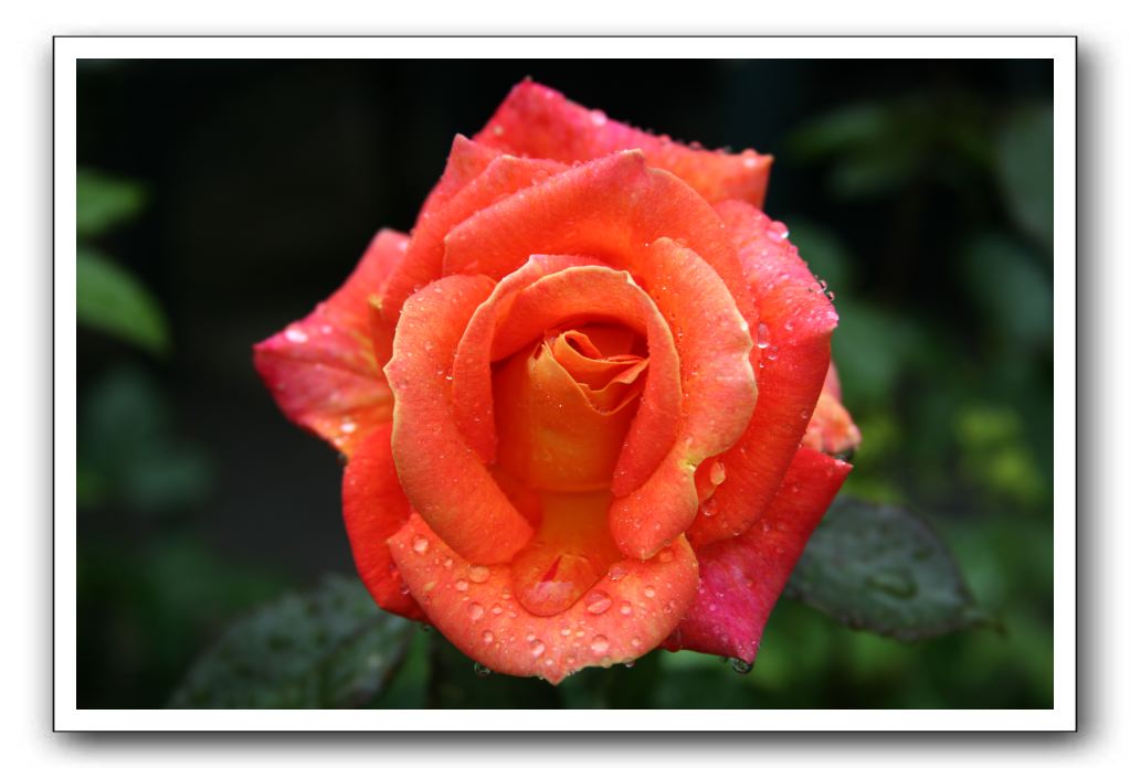 Wet-Scottish-Flowers-Kirkcudbright-601