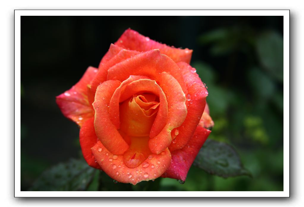 Wet-Scottish-Flowers-Kirkcudbright-602