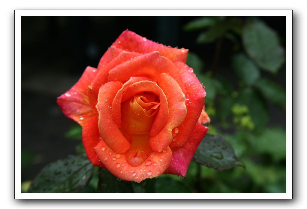 Wet-Scottish-Flowers-Kirkcudbright-603