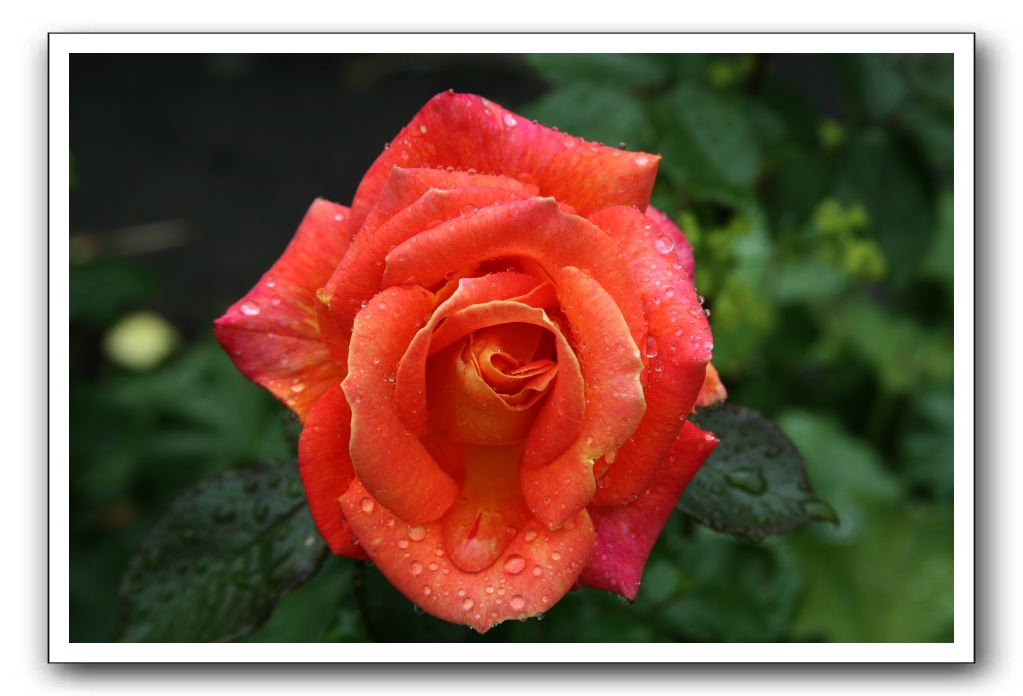 Wet-Scottish-Flowers-Kirkcudbright-605