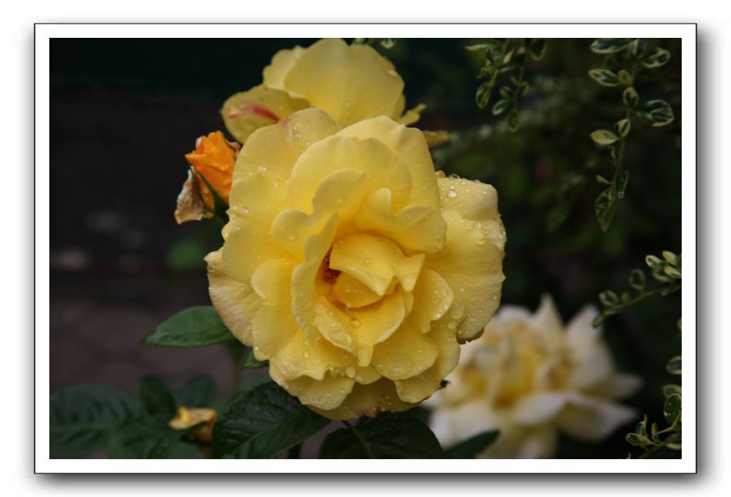 Wet-Scottish-Flowers-Kirkcudbright-610