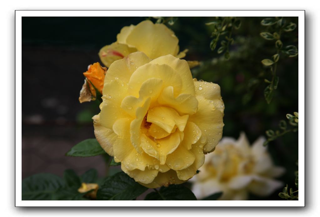 Wet-Scottish-Flowers-Kirkcudbright-611