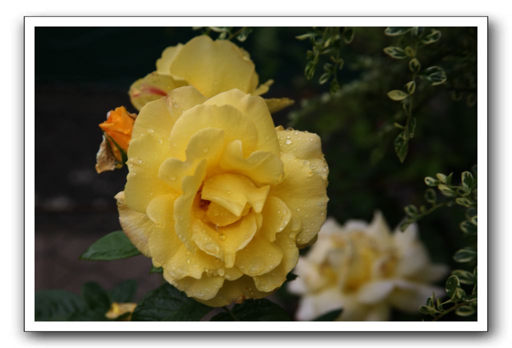 Wet-Scottish-Flowers-Kirkcudbright-612