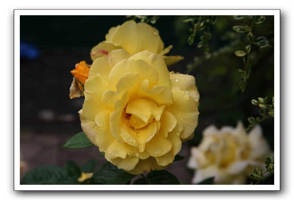 Wet-Scottish-Flowers-Kirkcudbright-613