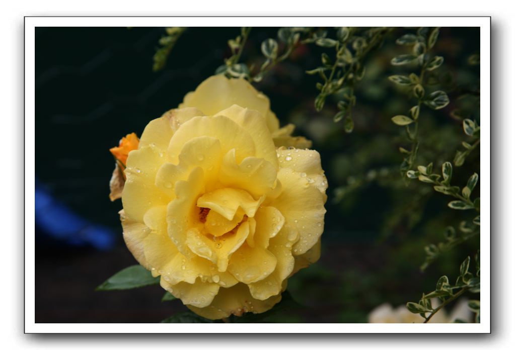 Wet-Scottish-Flowers-Kirkcudbright-616