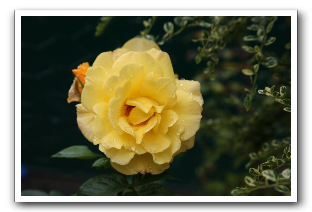 Wet-Scottish-Flowers-Kirkcudbright-620