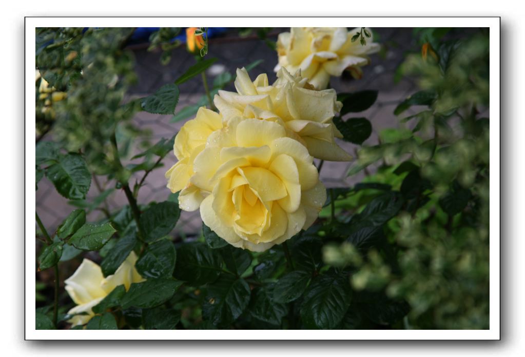 Wet-Scottish-Flowers-Kirkcudbright-621