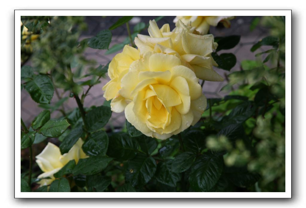 Wet-Scottish-Flowers-Kirkcudbright-622