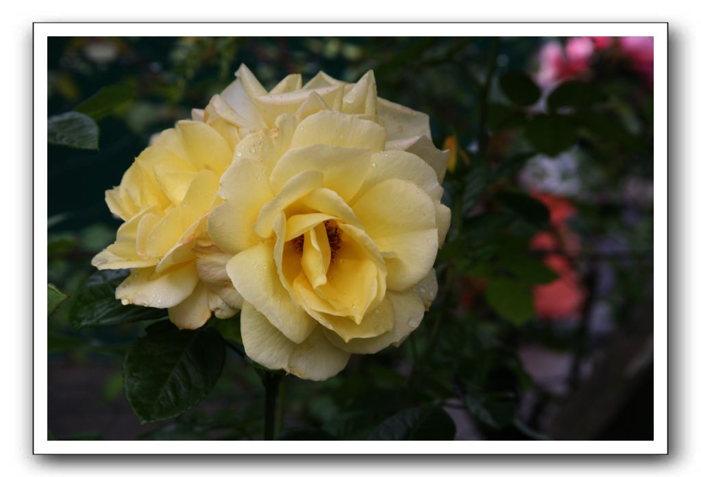 Wet-Scottish-Flowers-Kirkcudbright-623