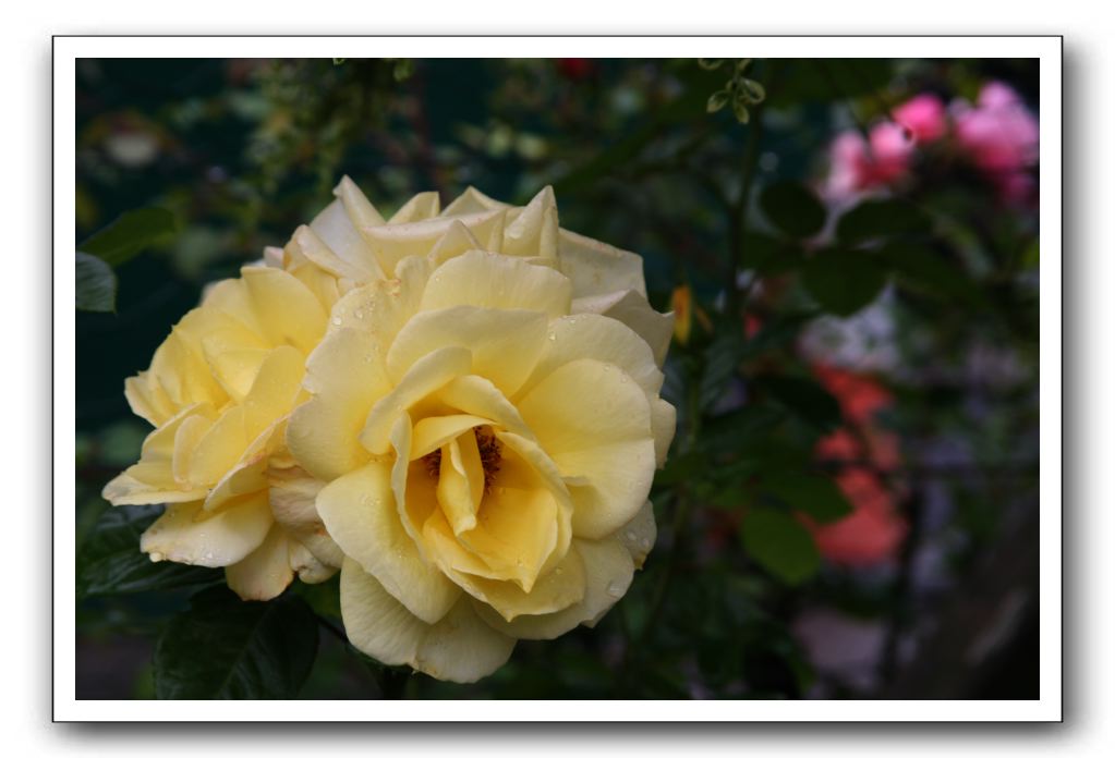 Wet-Scottish-Flowers-Kirkcudbright-625