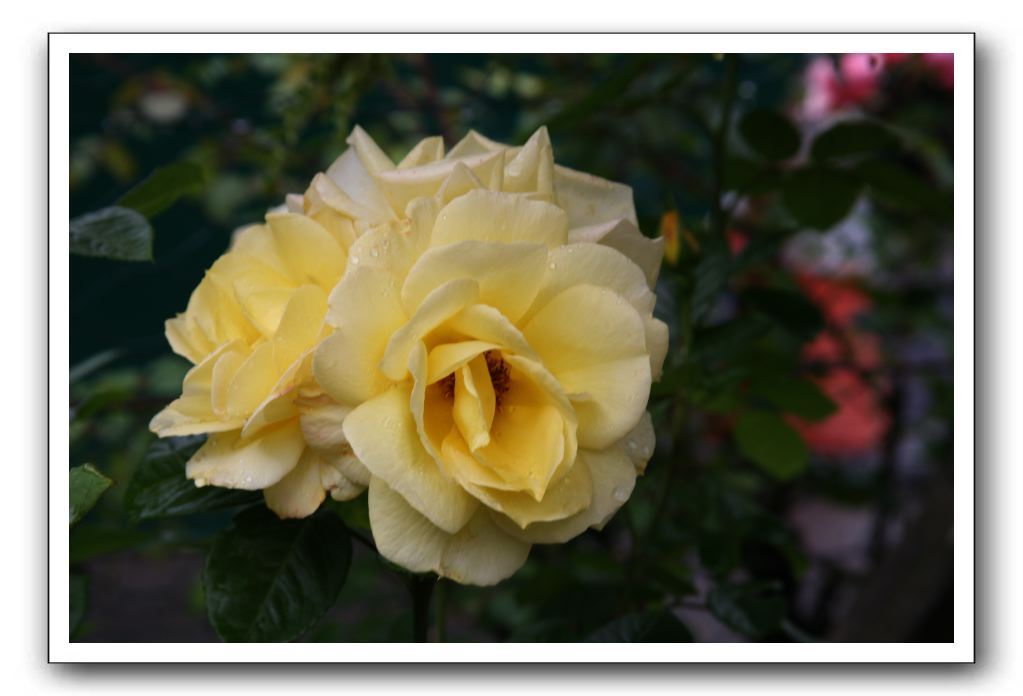 Wet-Scottish-Flowers-Kirkcudbright-626