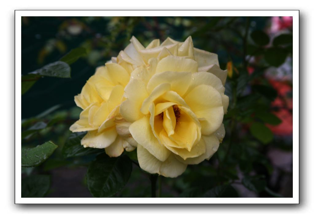 Wet-Scottish-Flowers-Kirkcudbright-627