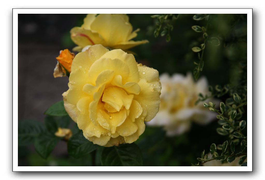 Wet-Scottish-Flowers-Kirkcudbright-628