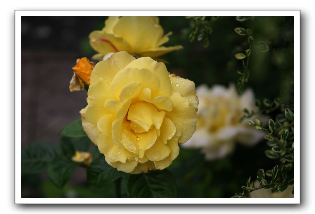 Wet-Scottish-Flowers-Kirkcudbright-629