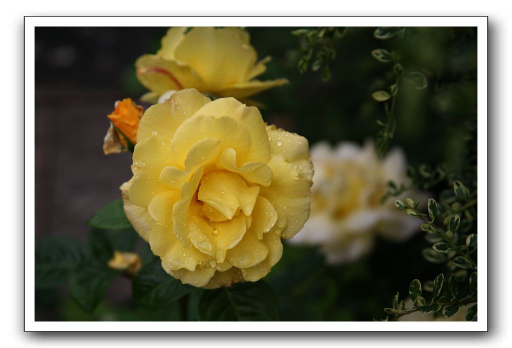 Wet-Scottish-Flowers-Kirkcudbright-631