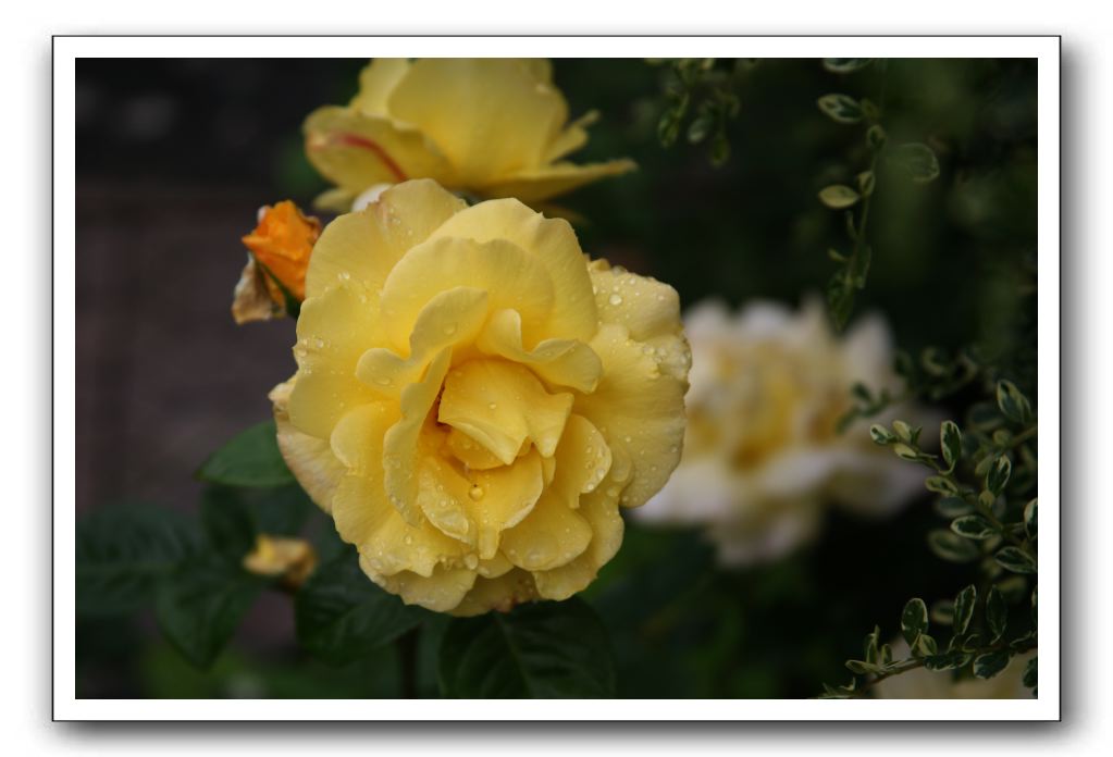 Wet-Scottish-Flowers-Kirkcudbright-632