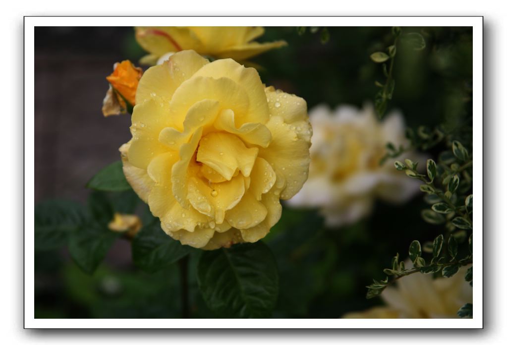 Wet-Scottish-Flowers-Kirkcudbright-634