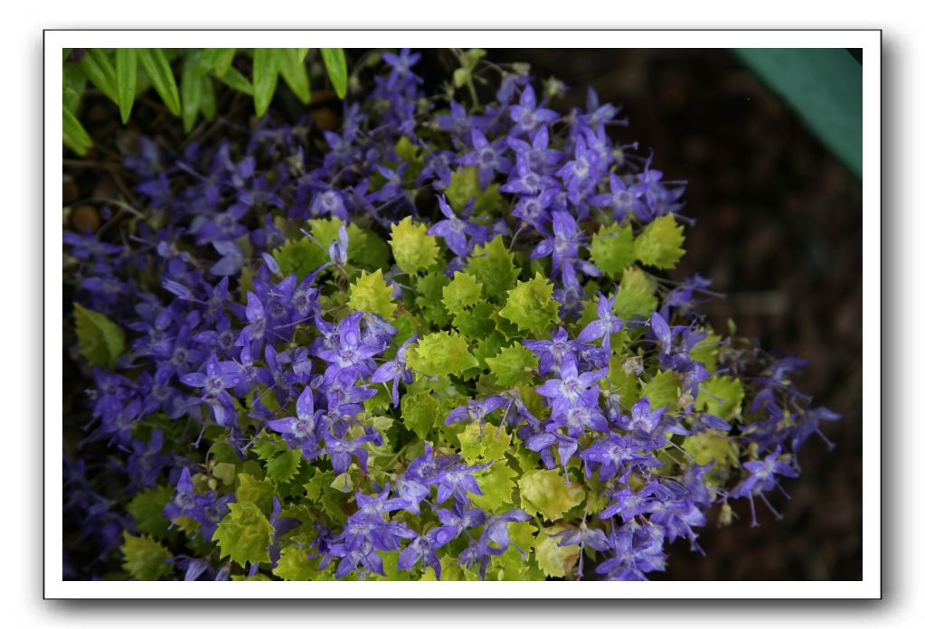 Wet-Scottish-Flowers-Kirkcudbright-639