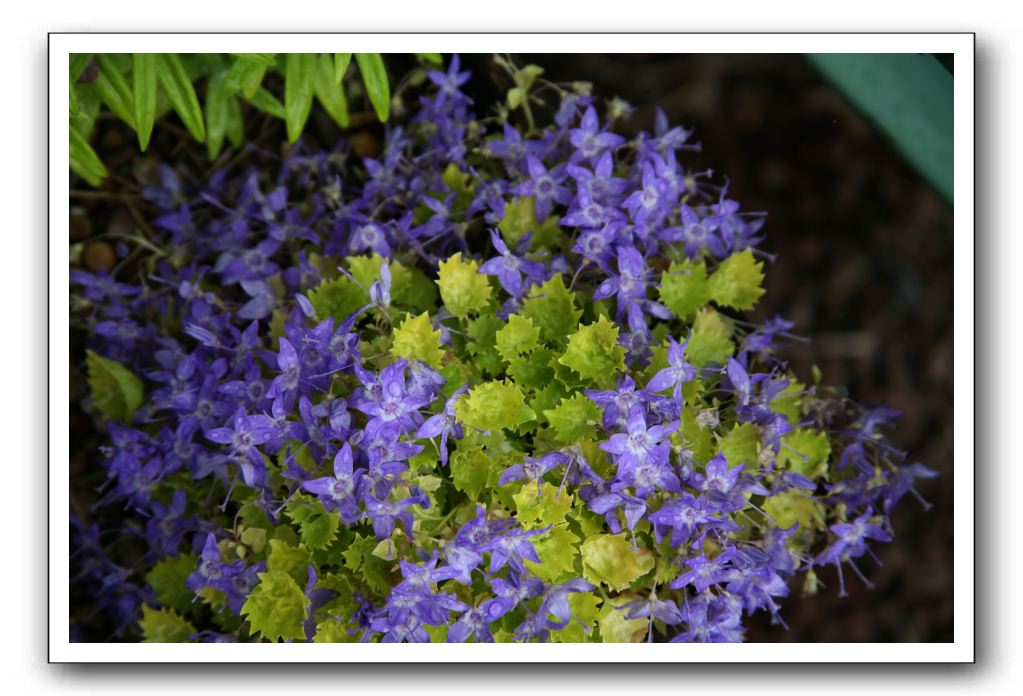 Wet-Scottish-Flowers-Kirkcudbright-640