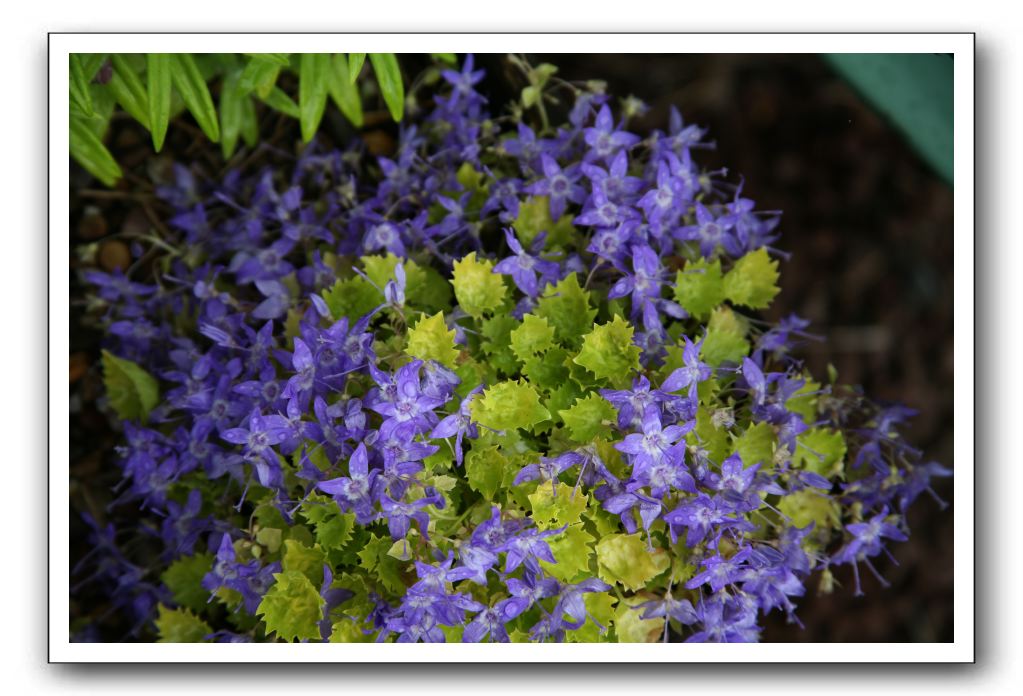 Wet-Scottish-Flowers-Kirkcudbright-641