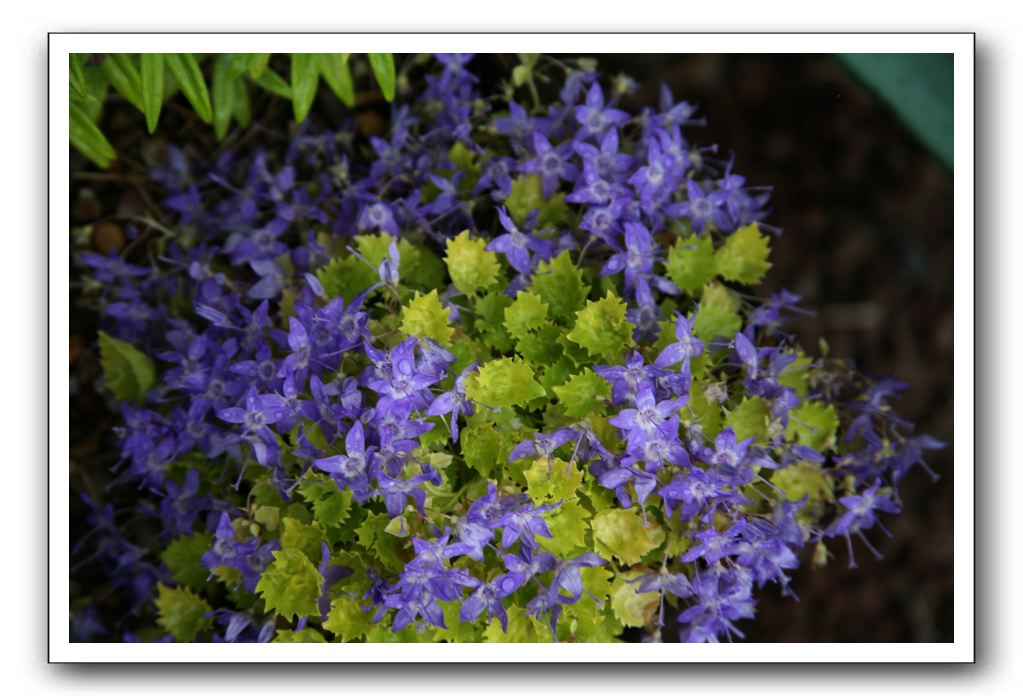 Wet-Scottish-Flowers-Kirkcudbright-642