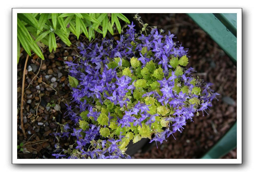 Wet-Scottish-Flowers-Kirkcudbright-643