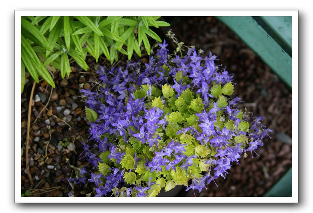 Wet-Scottish-Flowers-Kirkcudbright-644