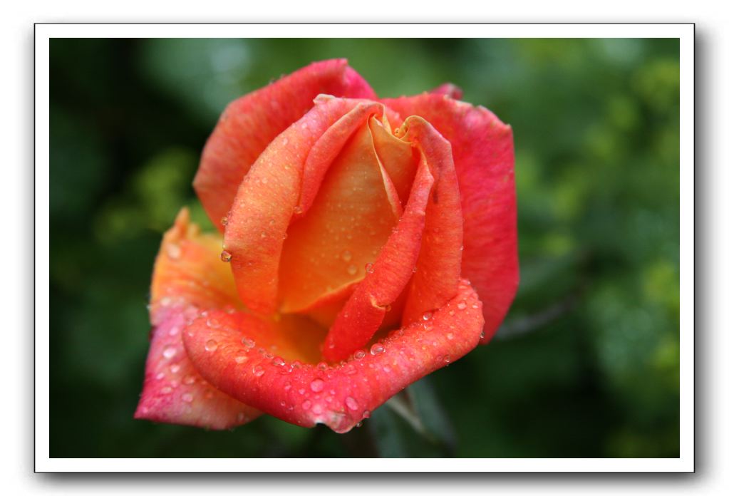 Wet-Scottish-Flowers-Kirkcudbright-562