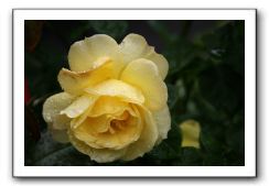 Wet-Scottish-Flowers-Kirkcudbright-566