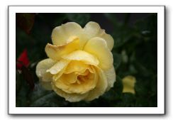 Wet-Scottish-Flowers-Kirkcudbright-571