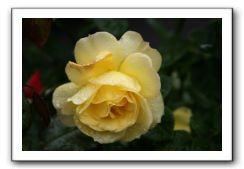 Wet-Scottish-Flowers-Kirkcudbright-572