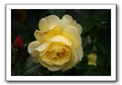 Wet-Scottish-Flowers-Kirkcudbright-573