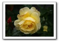 Wet-Scottish-Flowers-Kirkcudbright-574