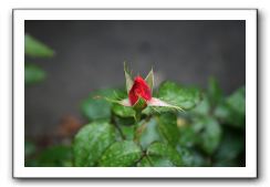 Wet-Scottish-Flowers-Kirkcudbright-575