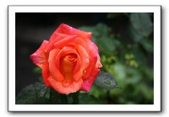 Wet-Scottish-Flowers-Kirkcudbright-585